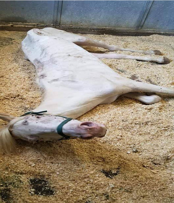 Horse Cruelty